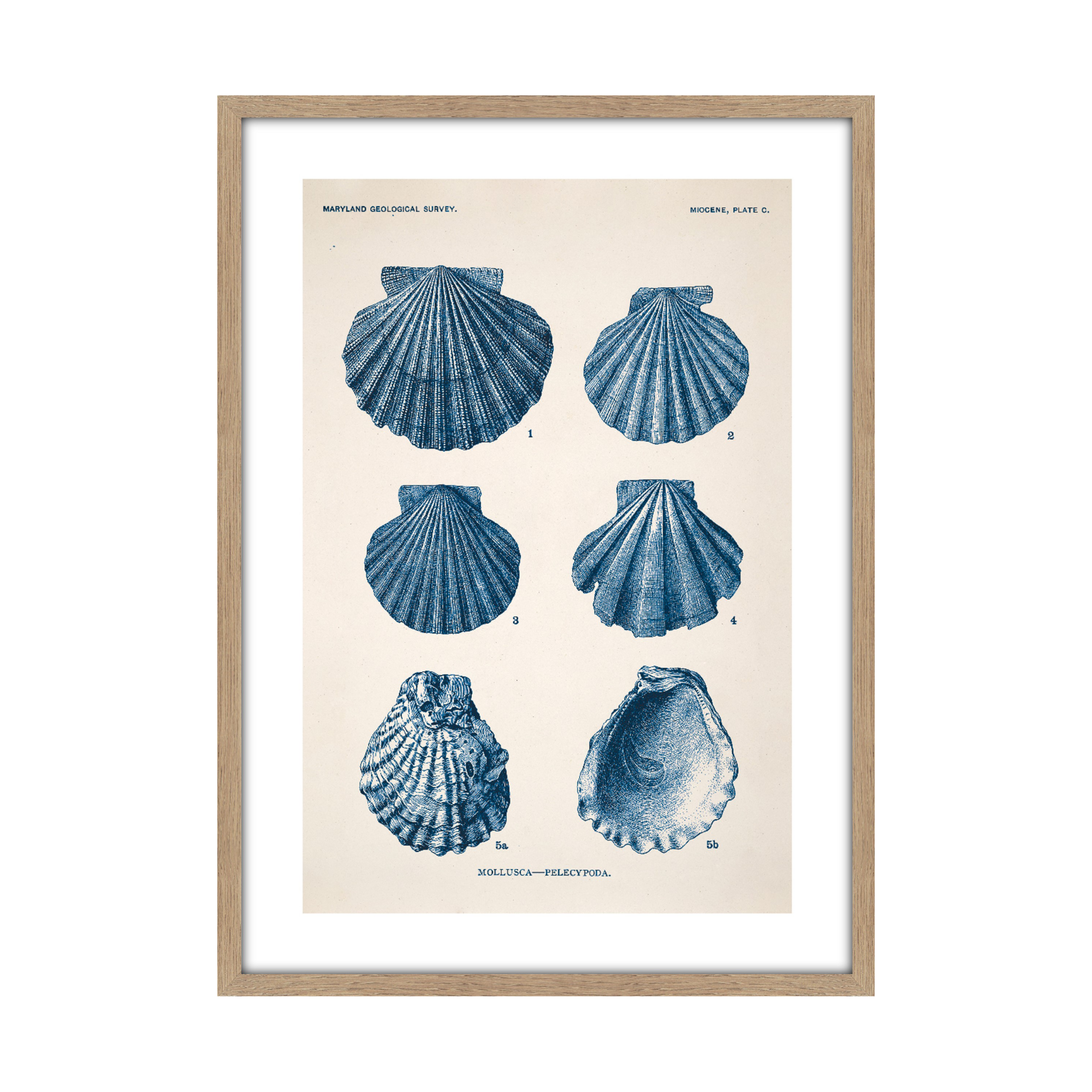 Tableau Planche mollusque 50 x 70 cm