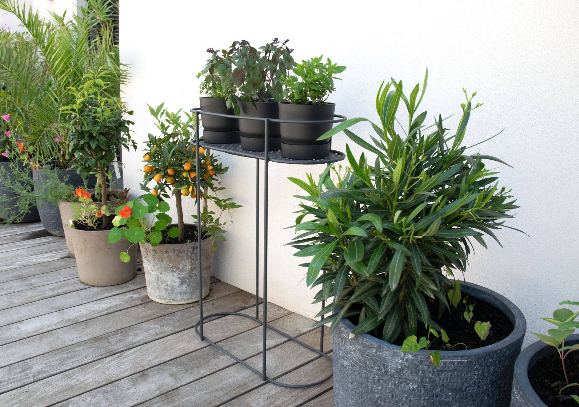 Support plantes aromatiques H80cm