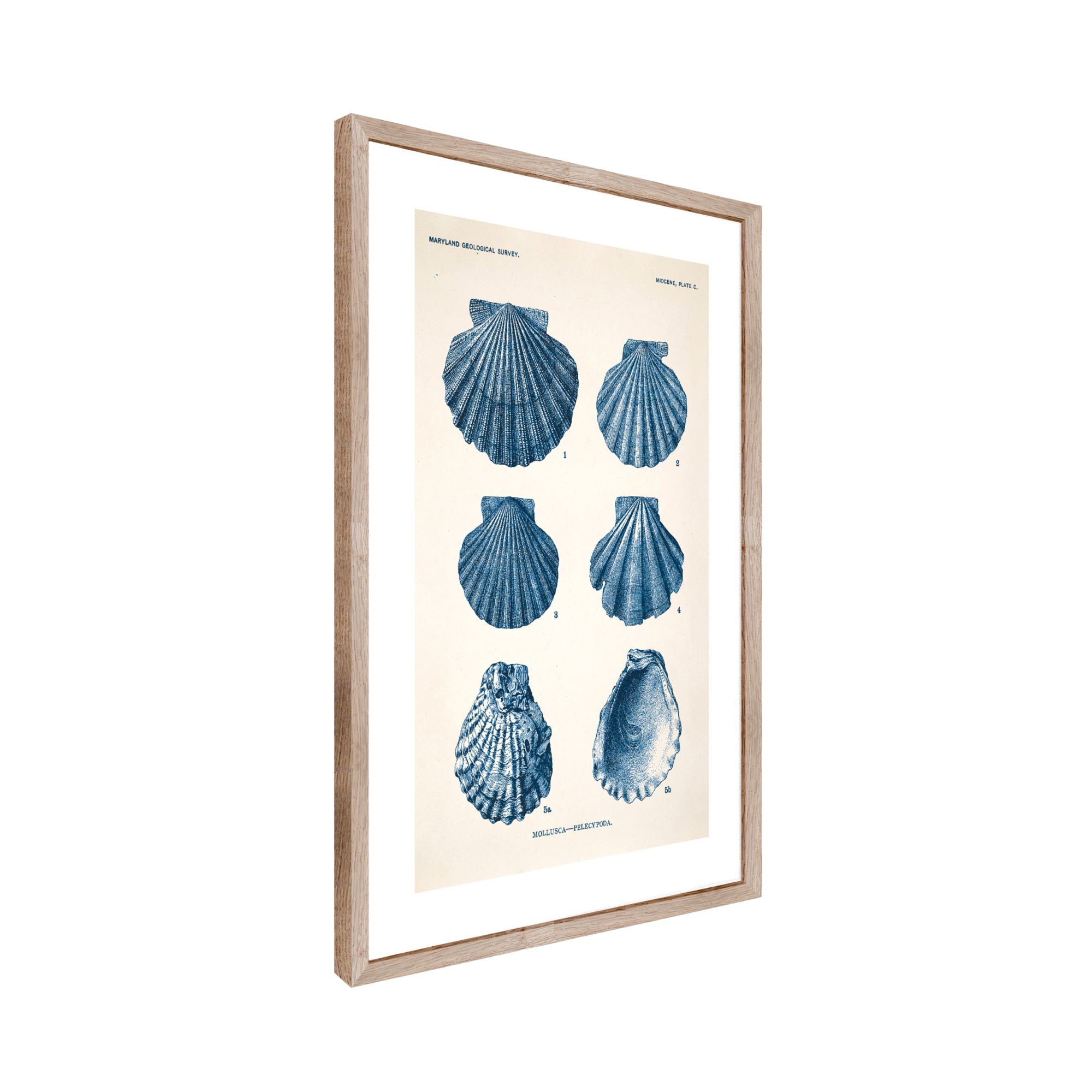 Tableau Planche mollusque 50 x 70 cm