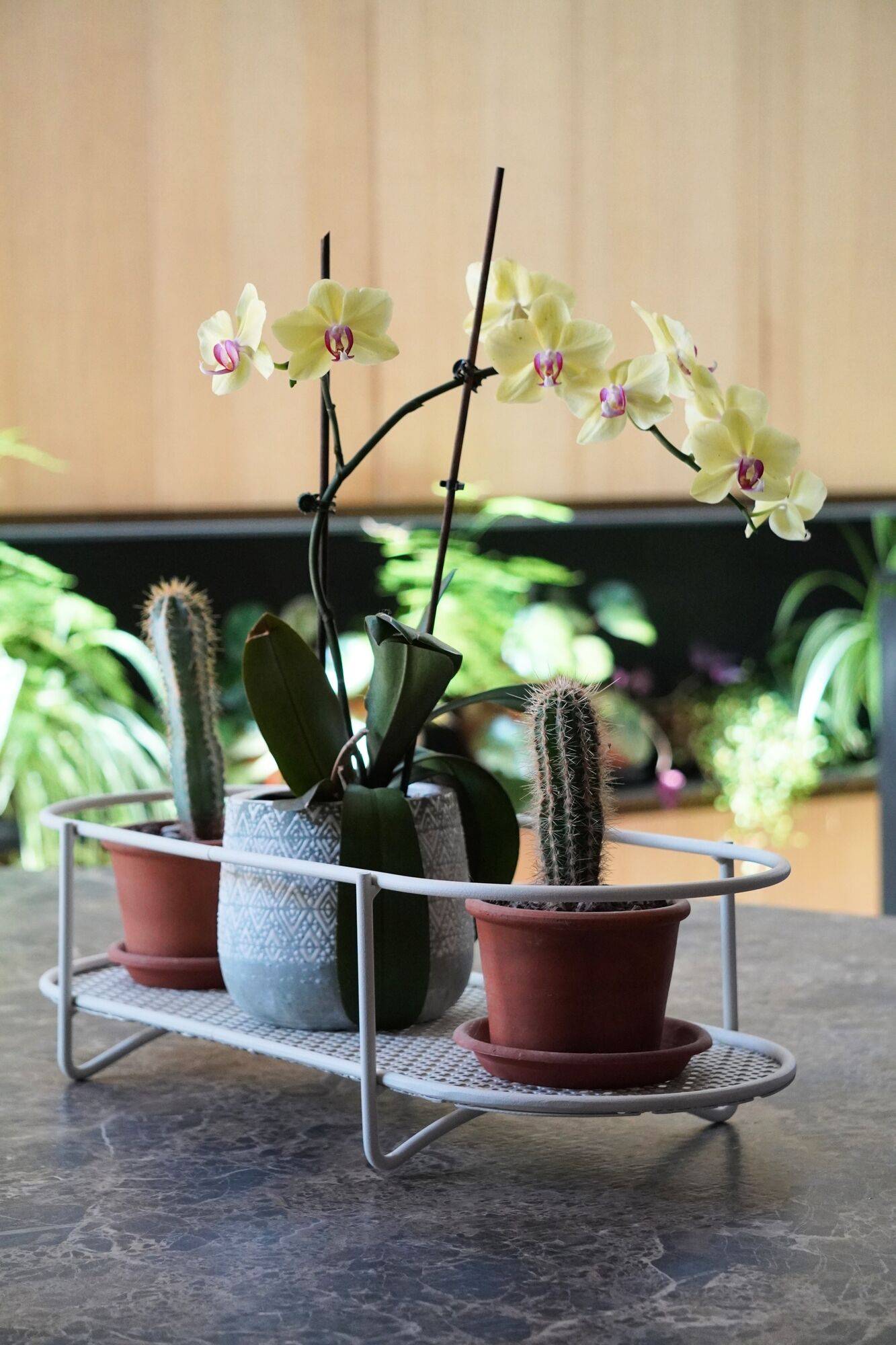 Centre de table pour plantes aromatiques