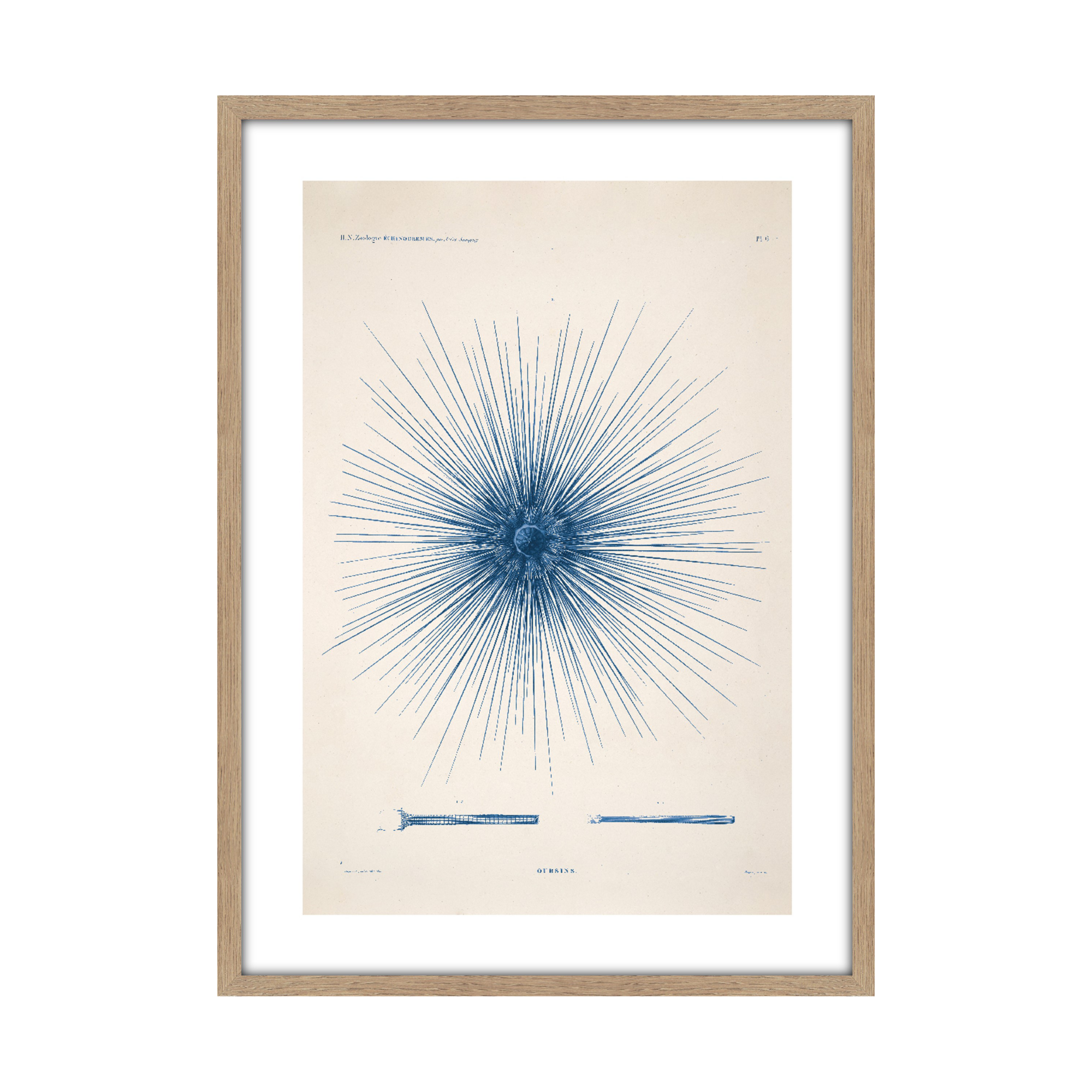 Tableau Planche oursin 50 x 70 cm